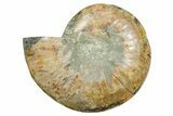 Cut & Polished Ammonite Fossil (Half) - Madagascar #354171-1